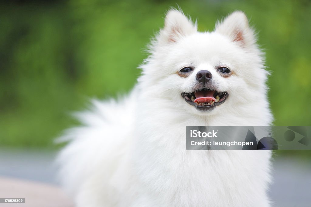 Loulou de Poméranie chien blanc - Photo de Animaux de compagnie libre de droits