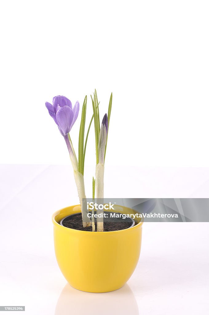 Roxo em branco - Royalty-free Amarelo Foto de stock