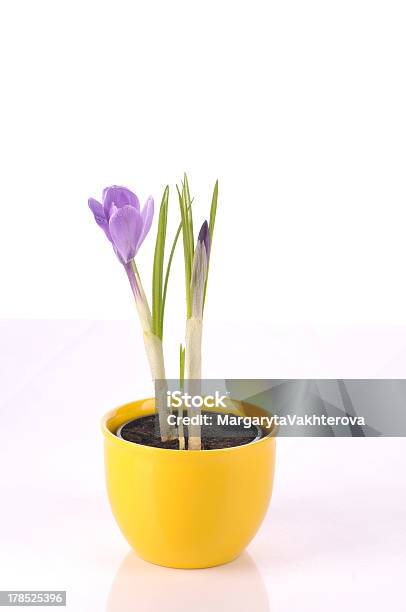 Roxo Em Branco - Fotografias de stock e mais imagens de Amarelo - Amarelo, Beleza natural, Botânica - Ciência de plantas