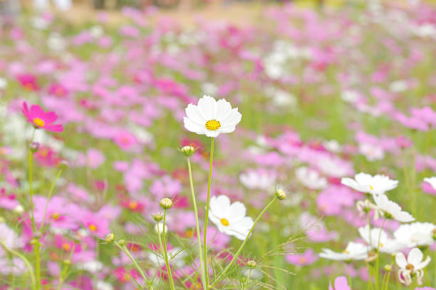 istock Cosmos flower in garden 178525411