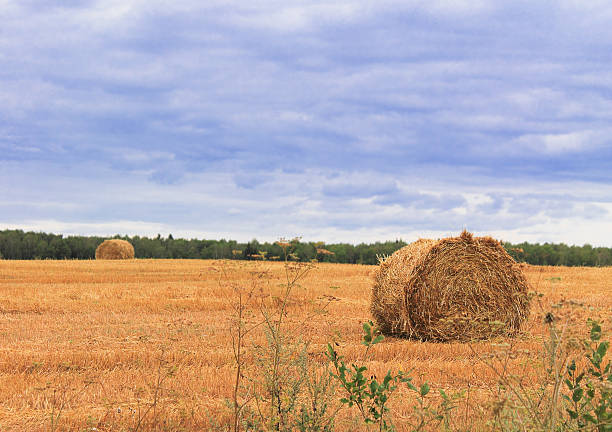 haystacks – zdjęcie