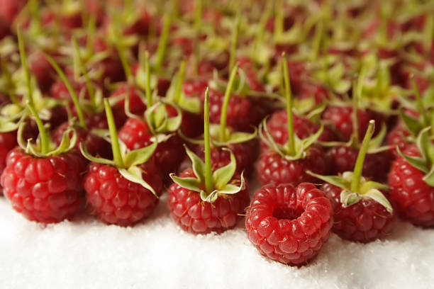 Raspberries stock photo
