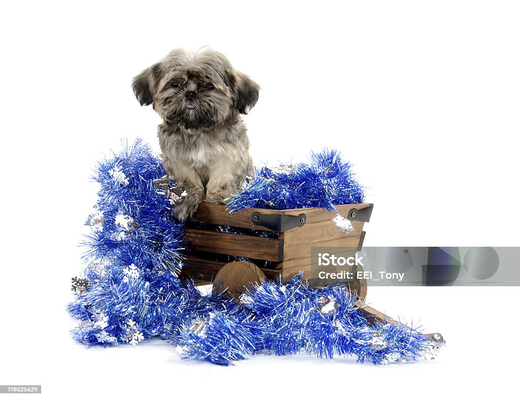 Shih tzu chiot dans une charrette - Photo de Chien libre de droits