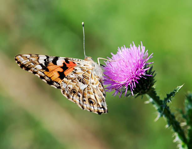 istock Painted lady (Vanessa cardui) on lila flower 178525769
