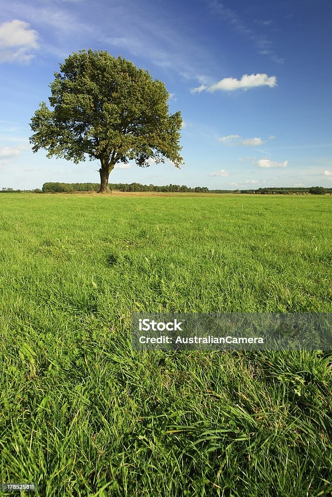 Carvalho solitário - Foto de stock de Agricultura royalty-free