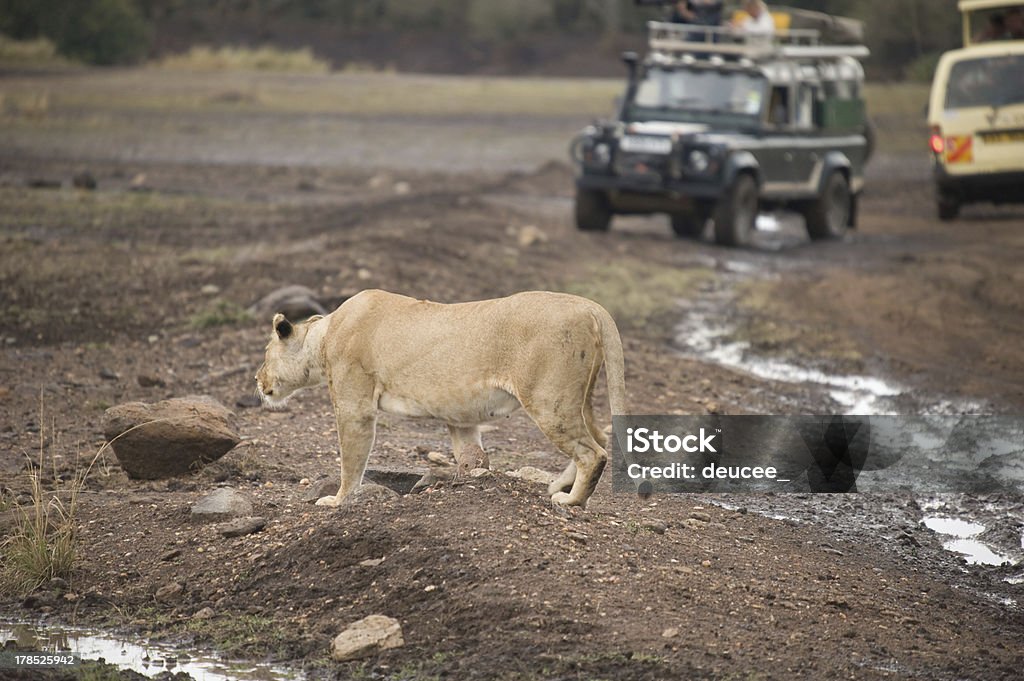 Lion caminhando em uma estrada - Foto de stock de Andar royalty-free