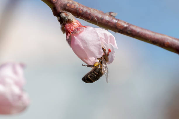istock Western honeybee, Apis mellifera 1785259901