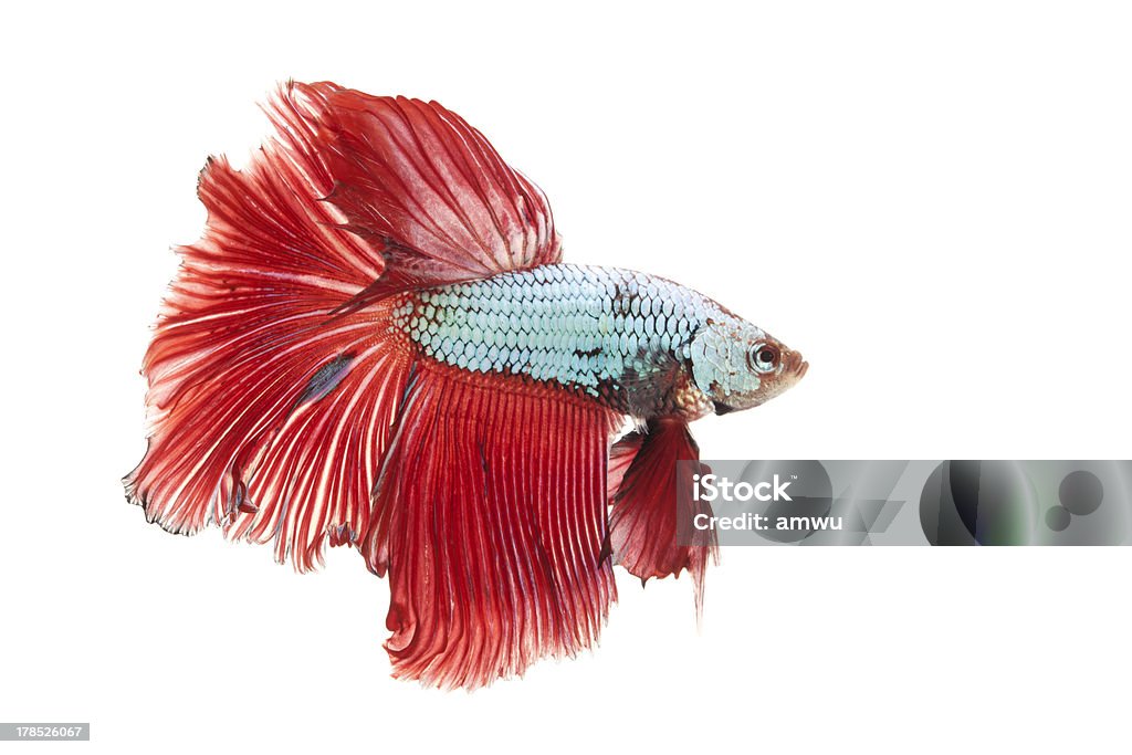 Pesce combattente - Foto stock royalty-free di Sfondo bianco