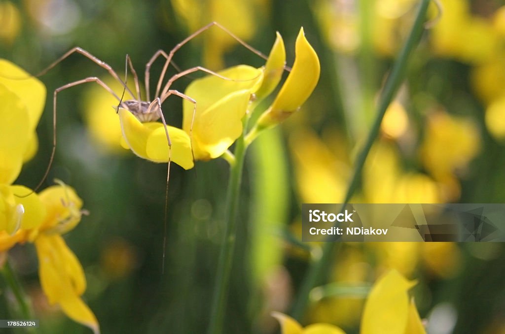 クモの花 - アリのロイヤリティフリーストックフォト