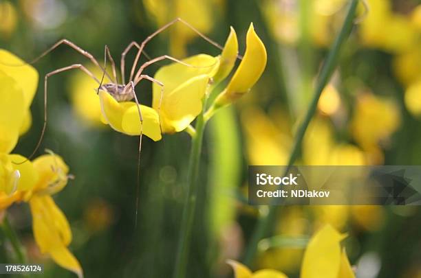 Aranha Sobre Uma Flor - Fotografias de stock e mais imagens de Agulha - Parte de planta - Agulha - Parte de planta, Animais caçando, Animal