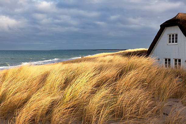 Dune landscape with marram grass in warm light along the North Sea near Petten in The Netherlands.
