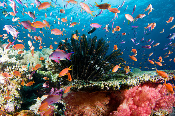 Open Sea Aquarium Anthias gather amongst soft and hard corals on top of a reef in Fiji anthias fish photos stock pictures, royalty-free photos & images