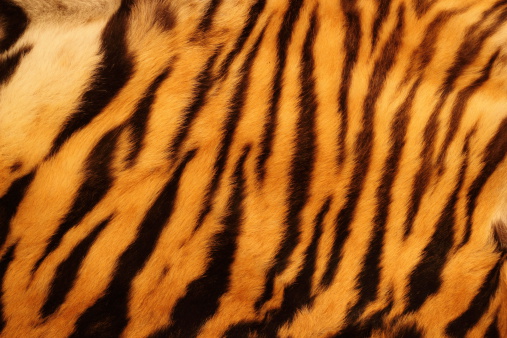 Piel de tigre con textura photo