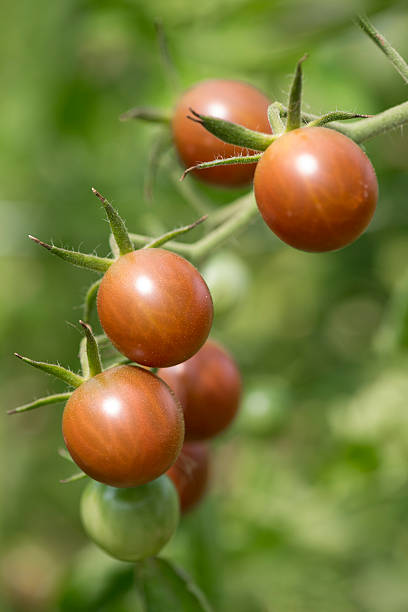 tomatoe чёрный крым - green tomato black krim tomato cherry tomato tomato стоковые фото и изображения