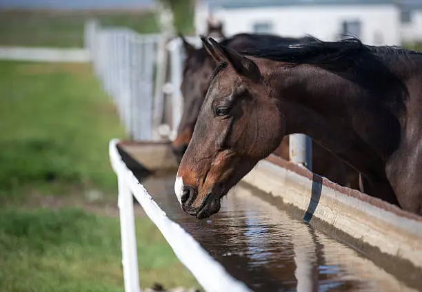 Photo of Horse drinks water