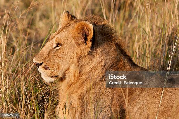 Foto de Jovem Macho Leão No Maasai Mara e mais fotos de stock de Animais caçando - Animais caçando, Animais de Safári, Animal