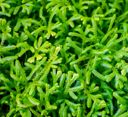 Top view of green leaves