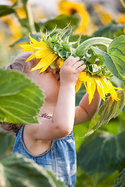 sentiment de printemps - sunflower field single flower flower photos et images de collection