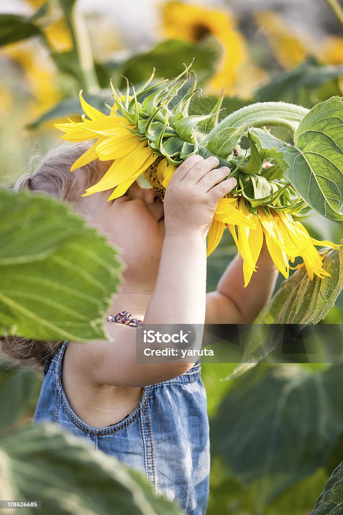 Spring feeling Child smelling sunflower in spring field Sunflower Stock Photo