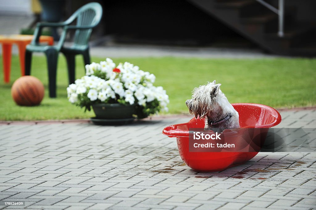 dog in  bathtub wet  dog in baby bathtub. process of bathing Animal Stock Photo