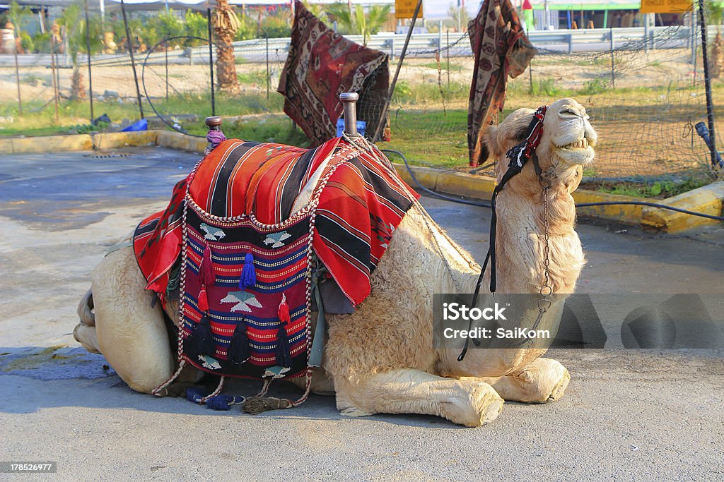 Bédouin camel - Photo de Afrique de l'Est libre de droits