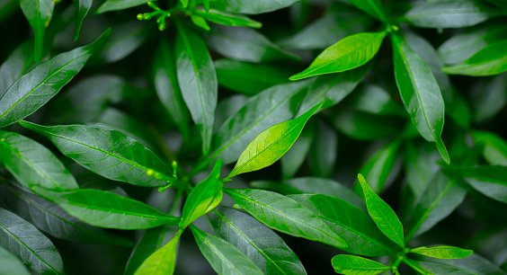 Group photos of fresh green leaves according to nature