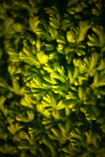 Photos of young leaves of a leaf with a background of lush green foliage