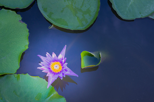 View from above, picture of lotus flowers on the water surface