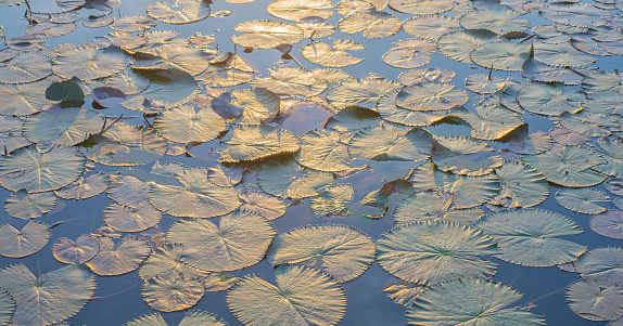 Water plants that appear as lotus trees
