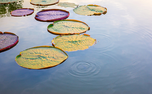 Water surface and aquatic plants