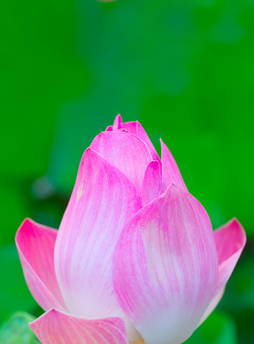 Colorful lotus bud on a green background