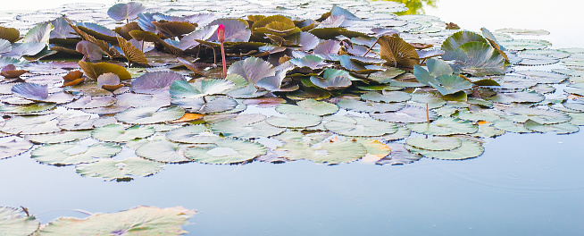 Picture of a group of lotus leaves on the water surface