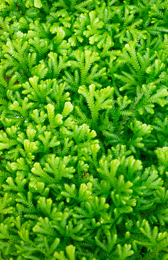 Lush green leafy plant surface