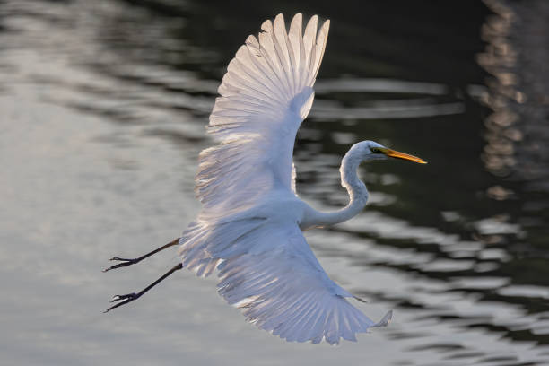 istock Nature wildlife image of cattle egret on flying 1785271491