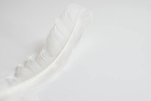 istock A photograph of a single white feather on an empty white space. 1785271561