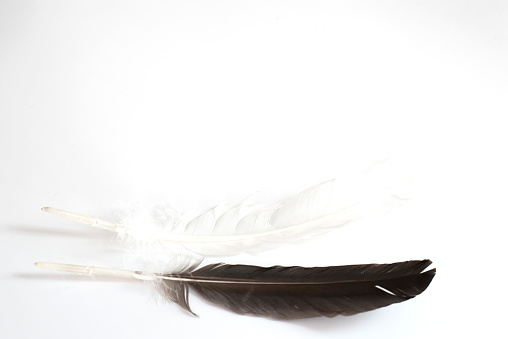 Black and white feather Together on a white background with blank space