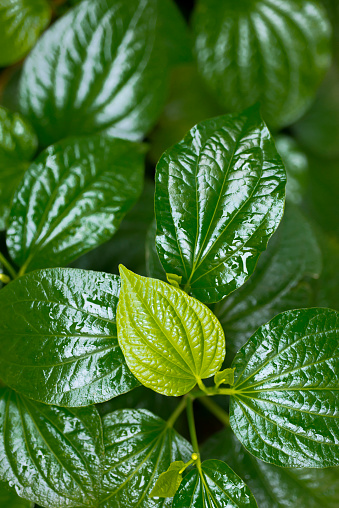 The leaves are bright green leaves naturally.