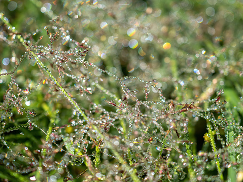 Dew-covered grass blades glistening in the sunligh
