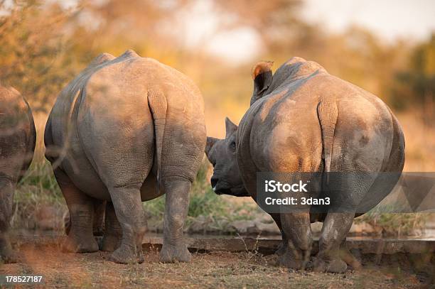 코뿔소 후면 단부의 코뿔소에 대한 스톡 사진 및 기타 이미지 - 코뿔소, 엉덩이, 갈색