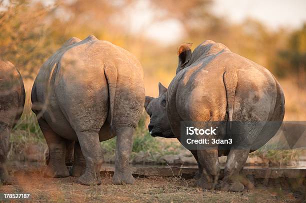 Rhino Сзади Заканчивается — стоковые фотографии и другие картинки Носорог - Носорог, Ягодица, Африка