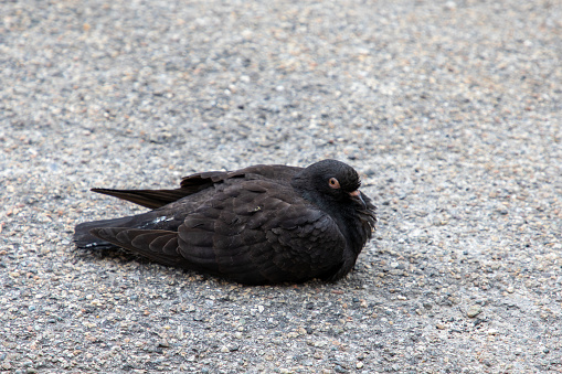 sick pigeon bird lying on the ground of the street in city