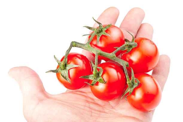 istock Branch of cherry tomatoes isolated on white background 178527310