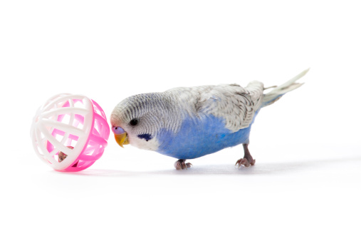 Playfull blue parakeet with ball toy on white background