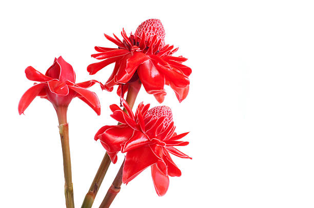 Rosa De Porcelana Foto de stock y más banco de imágenes de Rosa de porcelana - Rosa de porcelana, Cabeza de flor, Flor Tropical - iStock Rosa De Porcelana Foto de stock y más banco de imágenes de Rosa de porcelana - Rosa de porcelana, Cabeza de flor, Flor Tropical - iStock