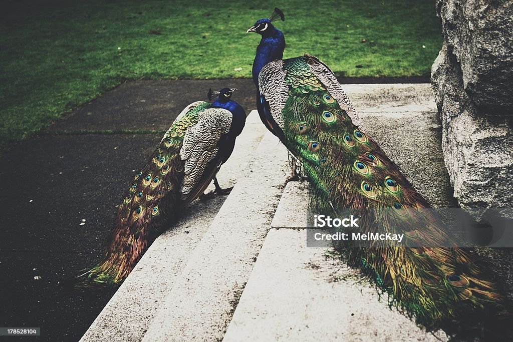 Observe los pavos reales en el parque - Foto de stock de Animal libre de derechos