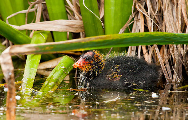 cootlet - softness animal eye coot bird 뉴스 사진 이미지