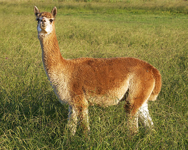 istock alpaca in the field 178528600