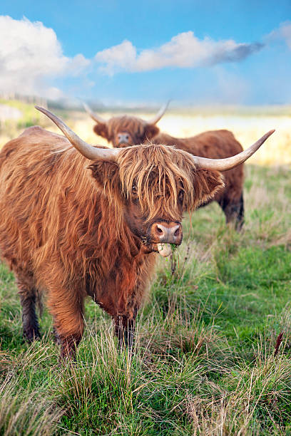 istock grazing scottish highland cow 178528615