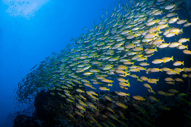 Escuela de espalda amarillo Fusiliers nadar en el arrecife - foto de stock