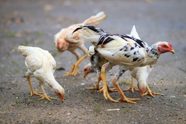 istock chickens were eating grains on the ground 1785292995